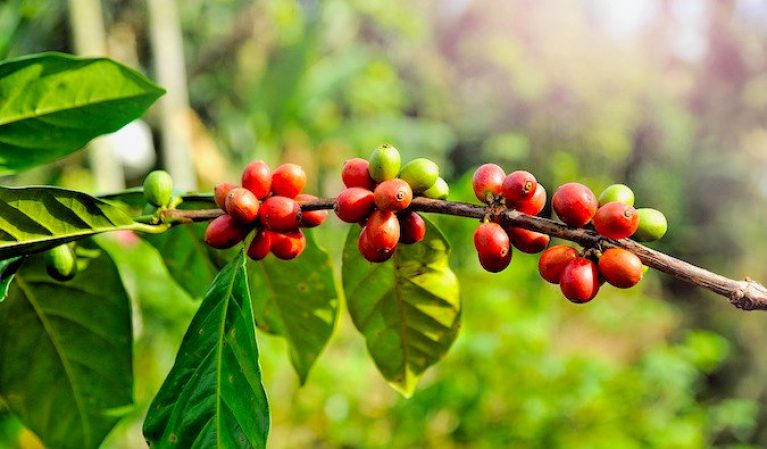 Aquí están las plantaciones de café más recnocidas