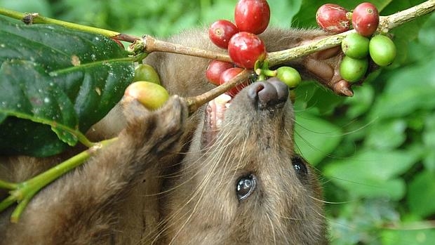 cafe de civeta amazon