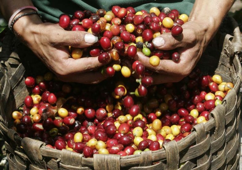 ️ Café Guatemala Antigua ️ LA JOYA DEL CAFÉ