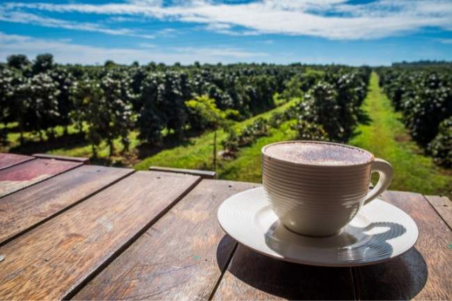 Taza de café - detrás de la plantación de café