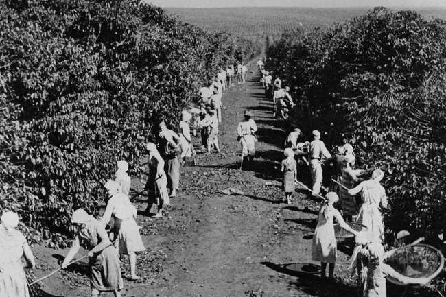 Trabajadores en una plantación de café cosechando café