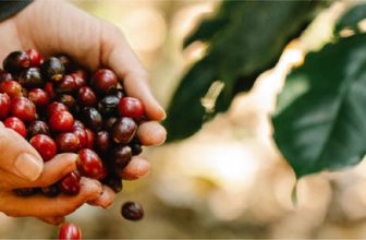 ¿Por qué el café colombiano es considerado el mejor café suave del mundo?