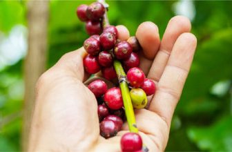 Variedades de café en América