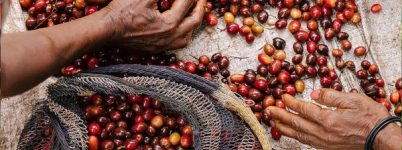 Producción y Comercialización del Café en Guinea