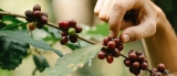 Cultivo de café desde la semilla hasta la cosecha