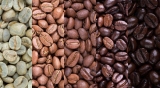 El café más caro del mundo: lujo y sabor suave como la seda