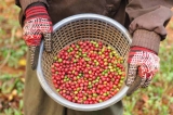 Mejor café orgánico: una guía para comprar mejores granos