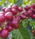 Citas sobre café de Realeza, papas y presidentes