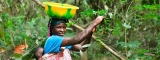 Explorando la Cultura y Producción del Café en Sierra Leona