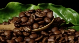 CÓMO COMPRAR LOS MEJORES GRANOS DE CAFÉ