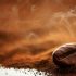 Cómo el café impacta el consumo de calorías
