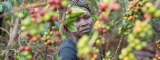 Historia y Producción del Café en Liberia