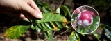 Plagas y enfermedades que afectan al café