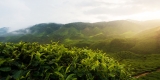 Infusión de hierba de limón – blog de café