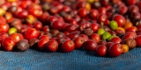 Antracnosis en los cafetos – blog de café