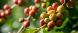 tierra cafetalera antioqueña