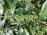 Desarrollo de café en Carole Zbinden