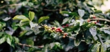 Café Bourbon, ¡la historia!  – Blog de café