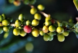 Nuestro top 7 de los mejores café noir