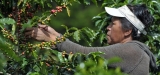 Café Robusta, Café Arabica: la importancia de un buen café