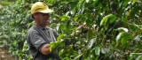 Clima ideal para la producción de café