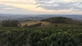 País productor de café: Brasil – Cultivo de café, historia