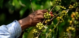 ¿Mezcla de café o de origen puro?