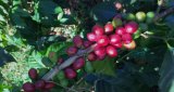 Granos de café Pure Origin: ¿Cómo elegir tu café?