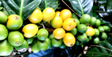 La variedad de café CATURRA – ¡Definición!  Información del minuto