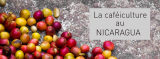 Nicaragua Café – Cultivo de café