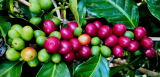Cultivo de café en Costa Rica – Historia, tierra, producción