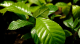 Cultivo de café en Indonesia – blog de café