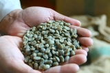 Granos de café de Sulawesi