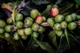Café de Ruanda: ¿El café más poco apreciado del mundo?