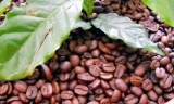 Café de Nicaragua