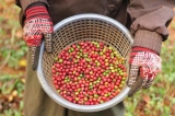 Café Orgánico: Una guía para comprar mejores granos