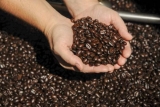 Granos de café Papua Nueva Guinea (PNG)