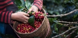 Desafíos para los trabajadores temporeros en los países cafeteros