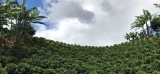 Cambio climático y café