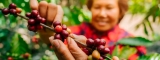 Crecimiento de los cafés especiales en Colombia