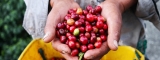 Estadísticas de exportación de café en Colombia 2022