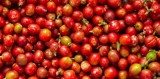 Salvador Cumbre, EL café de especialidad
