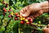 Todo sobre el Café Arábica – Historia, tipos, preparación y mucho más!