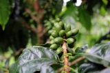 Café de Nicaragua, una excepción