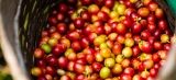 El impacto del café en el medio ambiente