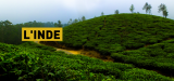 Cultivo de café en la India – Productor de café