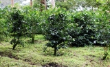 El futuro del café con el calentamiento global