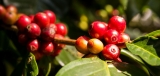 Café du Congo, la historia de un hermoso café
