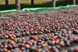 País productor de café: Etiopía y su historia