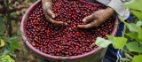 Mejores modelos café costa rica de todo el mundo del actual año
